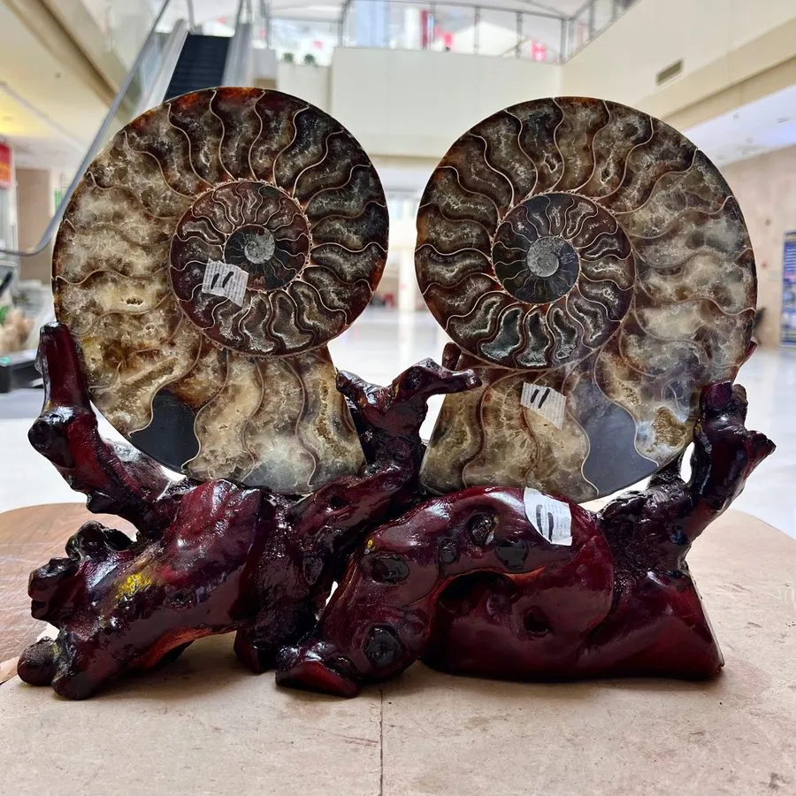 Лабораторный прибор 5.61LB Natural conch slice a pair Sea Conch Crystal Specimen