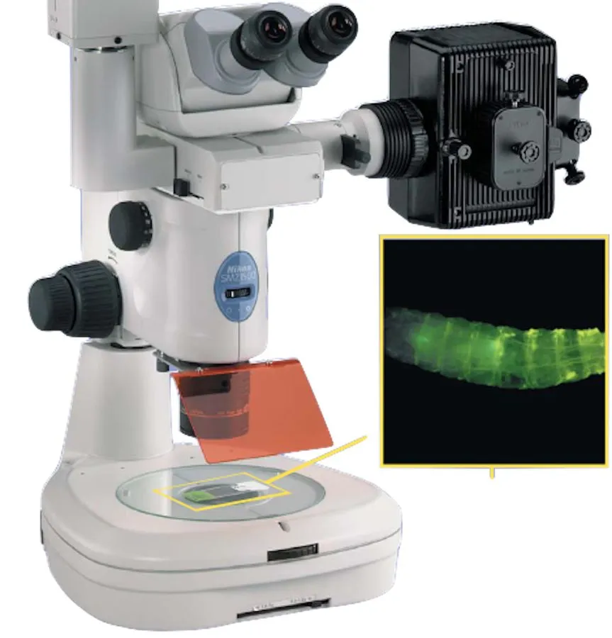 Объектив микроскопа Nikon SMZ1500 HR Plan Apo 1.6× WD24 Stereo microscope object