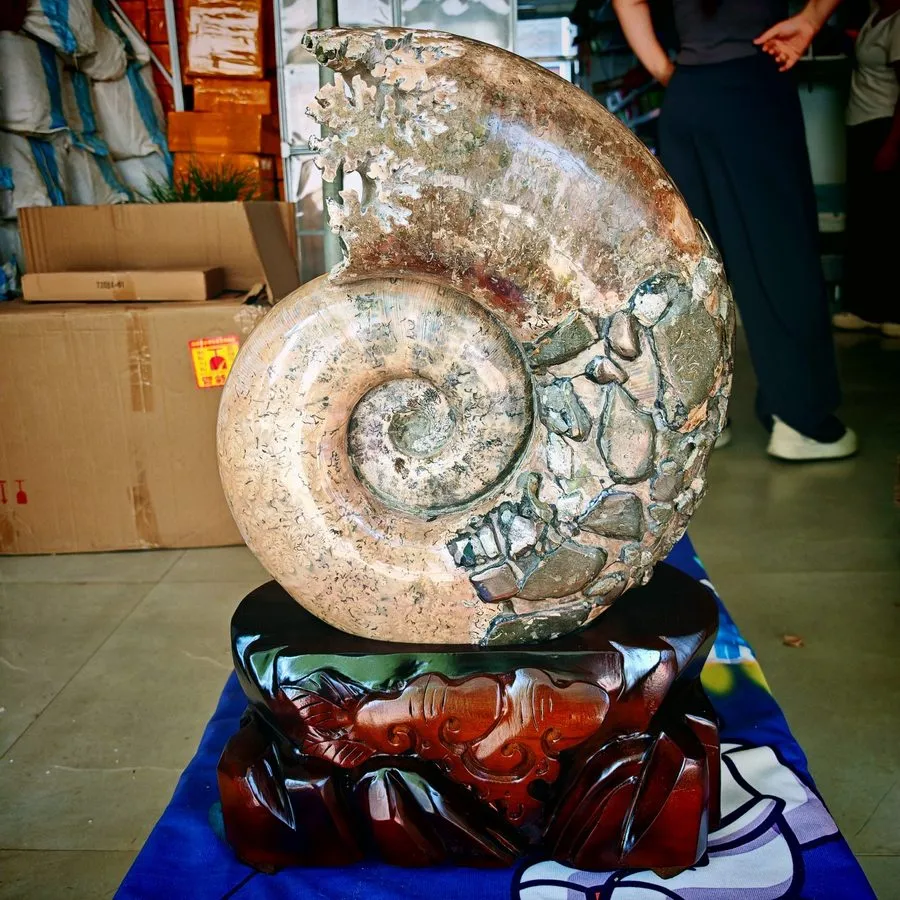 Лабораторный прибор 65.89LB TOP natural whole ammonite fossil conch quart crysta