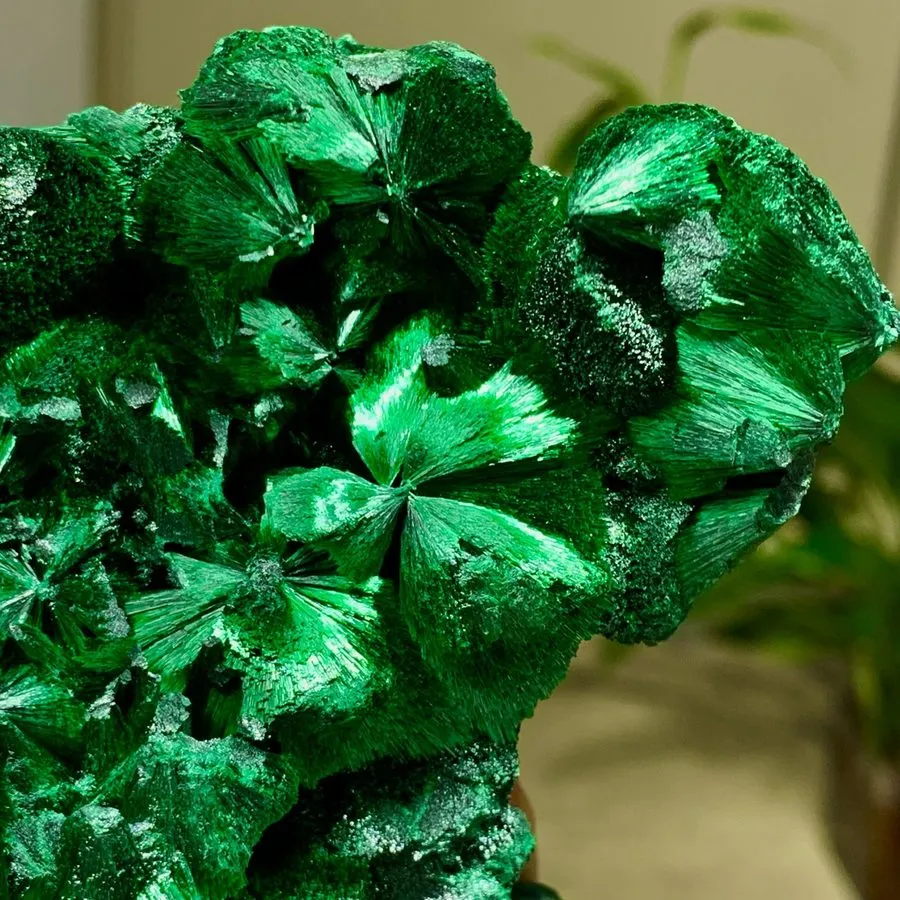 Лабораторный прибор 3.63LB Natural Needle shaped feather Malachite stone cluster