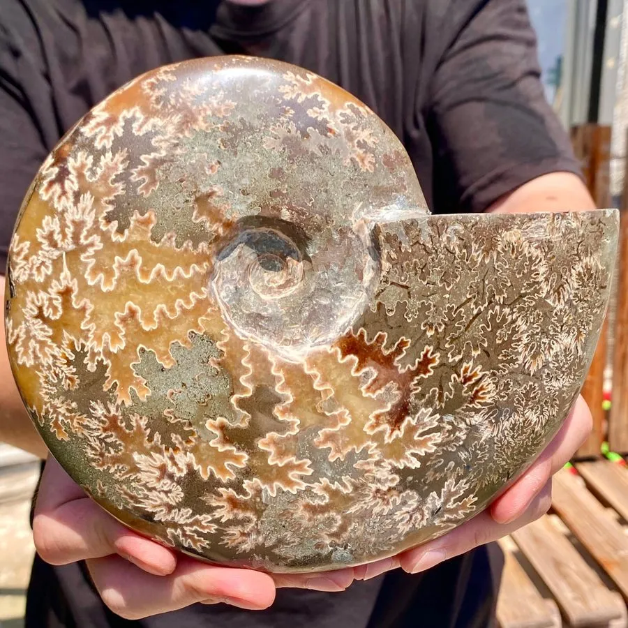 Лабораторный прибор 2.86LB Rare! Natural Tentacle Ammonite FossilSpecimen Shell 