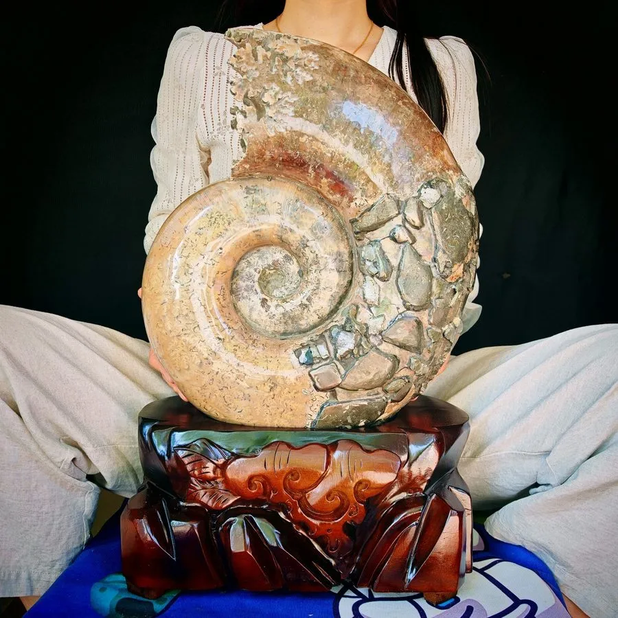 Лабораторный прибор 65.89LB TOP natural whole ammonite fossil conch quart crysta